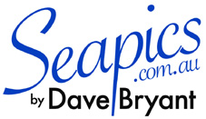 Seapics