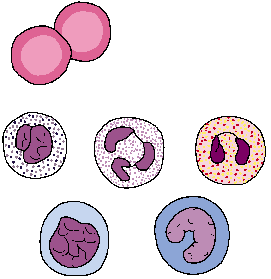 Blood Cells