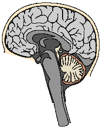 Nervous System