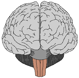 Brain