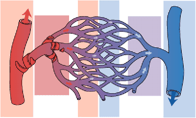 Cardiovascular Relationship