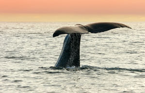 Whale